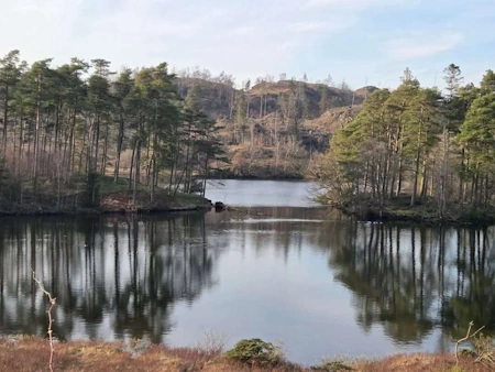 A serene lake with lush trees on the far bank, showcasing accessible natural beauty